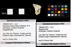 Foto (Objekt + Etiketten) von Discutiolira moesica (Muţiu & Bădăluţă, 1971) 